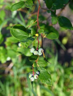 Yaban mersini kümeleri canlı yapraklarla dolu yeşil bir çalıdan sarkan, yemyeşil bir çimen zeminine kurulmuş. 