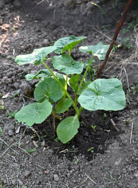 Canlı balkabağı bitkisi zengin, koyu toprakta güçlü yeşil yapraklar üretir. Görüntü bitkinin büyümesini baharın başlarında yakalıyor.