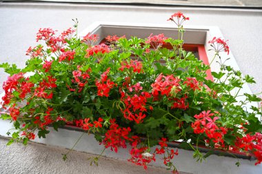 Dekoratif bir pencere kutusundan parlak kırmızı çiçekler taşar. Gün ortası güneşinin altındaki tuhaf bir binanın dış görünüşünü güçlendirir..