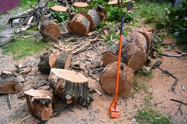 Bir ağaç kesme projesinden sonra ağaç kütükleri yere saçıldı. Talaş ve yeşillik ile çevrili, kütükler arasında bir portakal bölme aracı dinleniyor