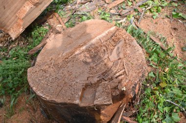 Yeşillik ve talaşla çevrili taze kesilmiş kütükler orman zemininde dinleniyor. Kesik yüzey, karmaşık büyüme halkalarını ve doğal ahşap desenleri ortaya çıkarıyor.