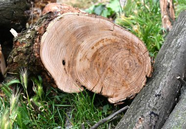 Taze kesilmiş ağaç kütüğü yemyeşil çimlerin üzerinde dinleniyor. Etrafında düşen dallar ve canlı yapraklar var. Bu da ormandaki son açıklığı gösteriyor. 