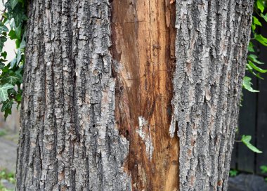 Ağaç gövdesinin sert ve desenli kabuğunu gösteren yakın çekim görüntüsü. Hasarlı bölge, ağacın yaşını gösteren daha hafif bir ahşap ortaya çıkarıyor. 