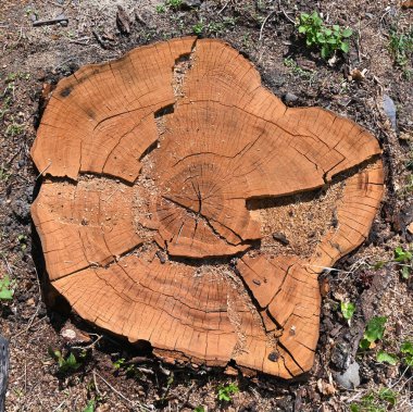 Yeşilliklerle çevrili bir ağaç kütüğünün ayrıntılı görüntüsü eşsiz çatlakları ve büyüme halkalarını vurguluyor. Güneş ışığı onun doğal güzelliğini aydınlatır. 