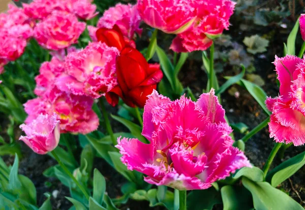 Fotoğraf için sevimli kırmızı laleler.