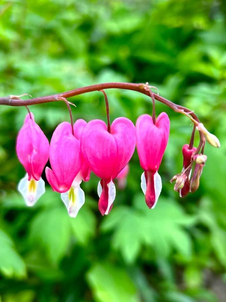 Cupid Flower Dicentra Spectabilis Green Background — Stock Photo, Image