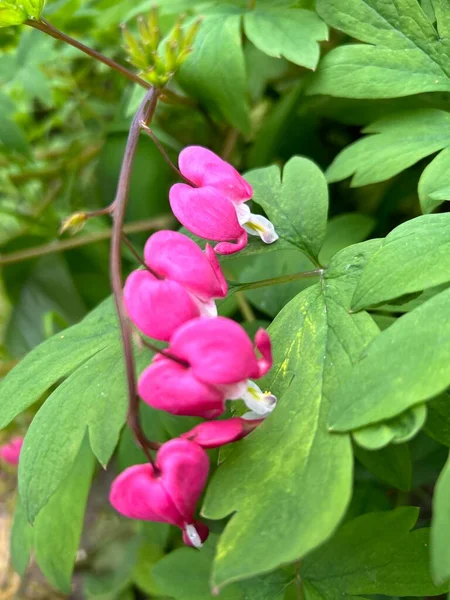 Yeşil bir arka planda kalp şeklindeki aşk tanrısı çiçeğinin güzel şekli.