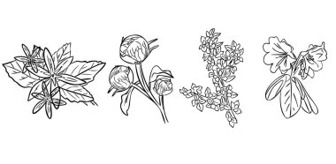  El Botanik Vektörü. Beyaz arka planda çizgi sanatı olan siyah beyaz. 