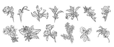 karalama çiçeklerinin el çizimlerini siyah ve beyaz illüstrasyonuna ayarla