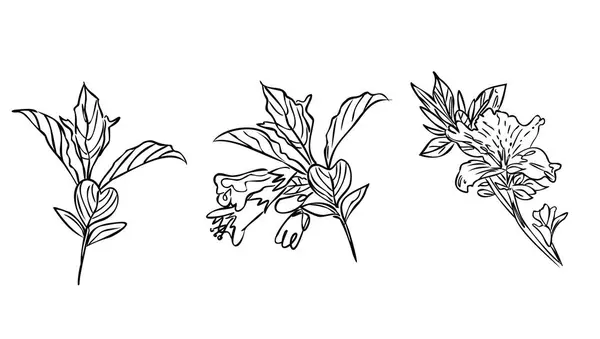 beyaz arka planda çizim ve çizim.