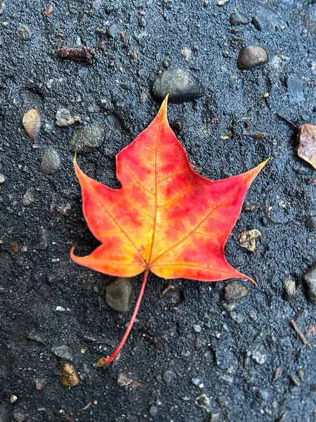 Gri arkaplanda kırmızı ve sarı renkli akçaağaç yaprağı