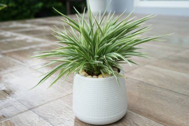 Modern tarzda plastik çömlekçilikte küçük çalılar yetişir.