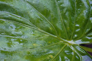 Yüzeyinde yağmur suyu olan büyük yeşil yaprağın havadan görünüşü