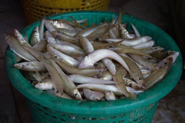 Closeup group of fresh fish in the plastic basket for selling at
