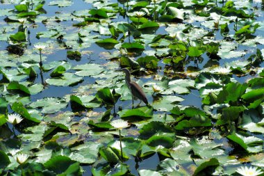 Top view of the bird walks on the leaf of water lily and find th