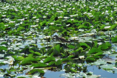 Selective focus on the bird walks on the leaf of water lily and find the food with blurred blossom lily flowers in foreground and background