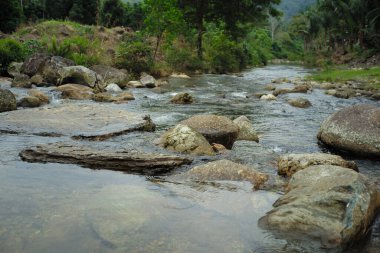 Water flows over the group of stones along the stream into the tropical forest
