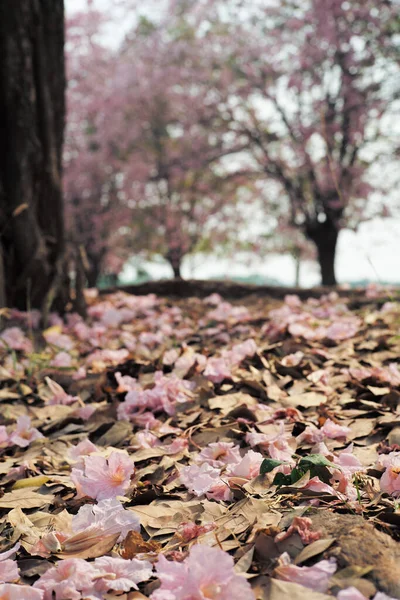 背景に桜の木が集中して地面にピンクの花の滝にランダムフォーカス — ストック写真