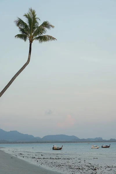 Vysoký Kokosový Strom Roste Pláži Skupinou Lodí Parkoviště Blízkosti Pláže — Stock fotografie