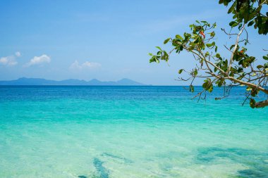 Sahildeki ağaç dalları. Arka planda deniz manzarası ve mavi gökyüzü var.