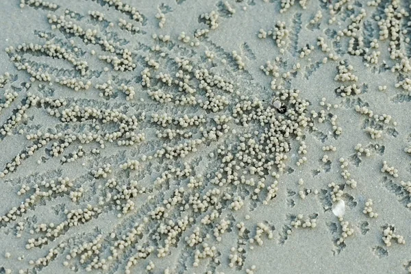 Foco Seletivo Pequeno Caranguejo Fantasma Encontrar Comida Areia Praia — Fotografia de Stock