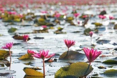 Arka planda çiçek açan nilüferler grubuna seçici bir odak noktası