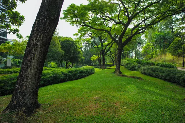 Paisagem Parque Livre Público Com Árvores Grandes Arbustos — Fotografia de Stock