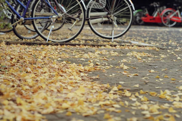 Selective focus on the falling ginkgo leaves on the floor with blurred foreground of ginkgo leaves and background of bicycle