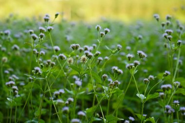 Kapalı alanda çiçek açan yabani ot çiçekleri grubu.