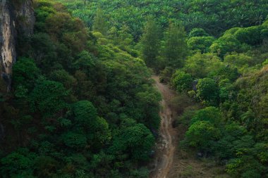 Kalabalık ağaçlar tropikal ormanda yetişir ve kırsal yol ortada kalır.