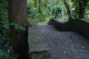 Tropikal ormanda bulunan taş ve çimentodan inşa edilen yürüyüş yolu.
