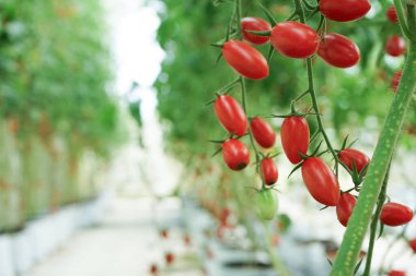 Çiftliğin dallarındaki taze organik domateslerden oluşan yakın çekim grubu. Arka planda bulanık domates ağaçları var.