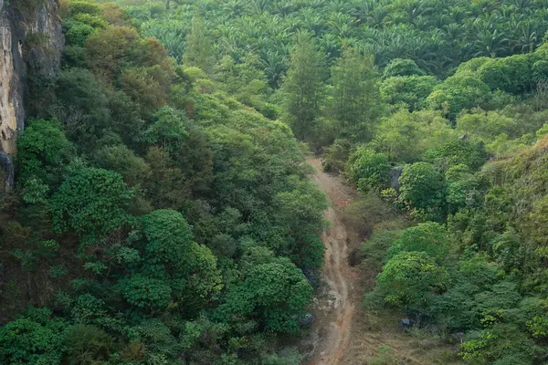 Çevredeki yeşil ormanlı yerel yolun alçak açılı görüntüsü