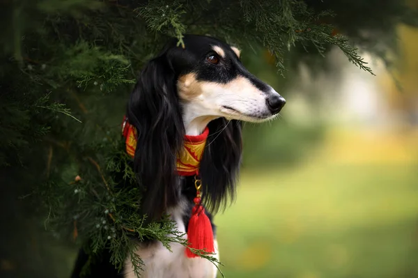 Yazın Açık Havada Kırmızı Yakalı Güzel Bir Köpek Portresi — Stok fotoğraf