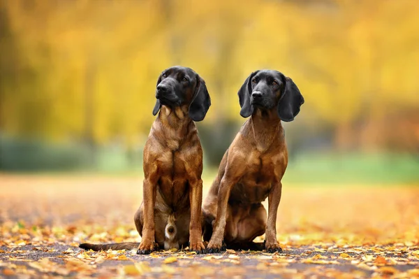Dwa Psy Gończe Bawarskie Siedzące Zewnątrz Parku — Zdjęcie stockowe