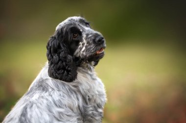 Güzel İngiliz cocker spanyel köpek portresi