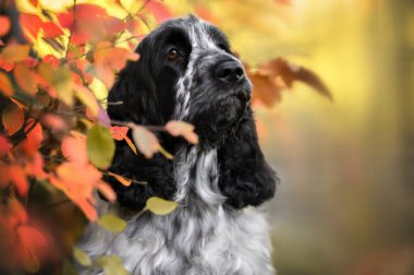 Sonbaharda güzel İngiliz cocker spaniel köpek portresi