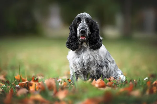Anjing Spaniel Inggris Bahagia Berpose Taman — Stok Foto