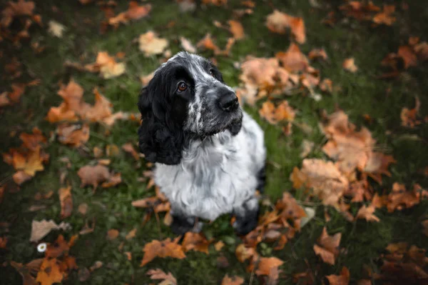英語のコッカー スパニエル犬は草の上に座って倒れた葉を見上げます 広角ショットトップビューの肖像画 — ストック写真