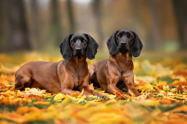 Dois Cães Caça Bávaros Deitados Livre Folhas Outono Caídas — Fotografia de Stock