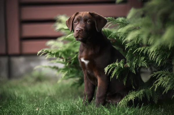 Hermoso Cachorro Labrador Sentado Aire Libre Verano —  Fotos de Stock