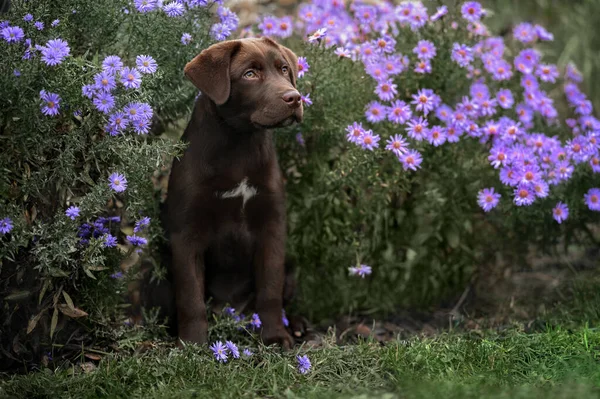 Bruine Labrador Retriever Puppy Zit Buiten Met Bloemen — Stockfoto