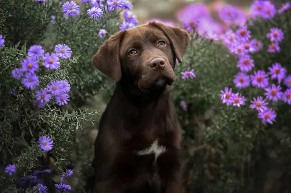 Schattig Labrador Puppy Portret Buiten Bloemen — Stockfoto