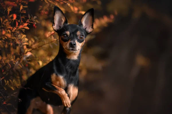 Söt Rysk Leksak Hund Porträtt Utomhus Hösten — Stockfoto