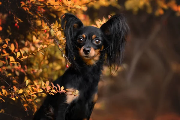Bonito Longo Peludo Russo Brinquedo Cão Retrato Outono — Fotografia de Stock