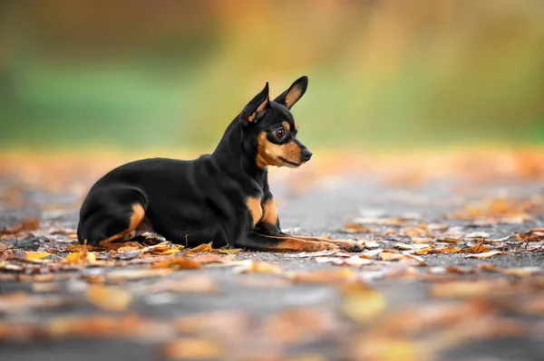 Мала Російська Іграшкова Собака Лежить Парку — стокове фото