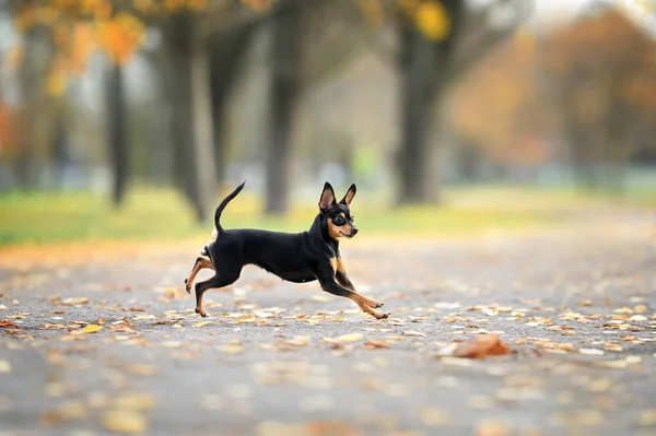 Mutlu Küçük Köpek Sonbahar Parkında Tasmasız Koşuyor — Stok fotoğraf