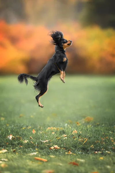 Glad Liten Hund Hoppar Upp Utomhus — Stockfoto