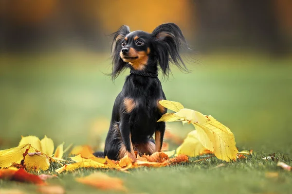 Piękne Długie Włosy Mały Pies Siedzi Zewnątrz Parku Jesienią — Zdjęcie stockowe