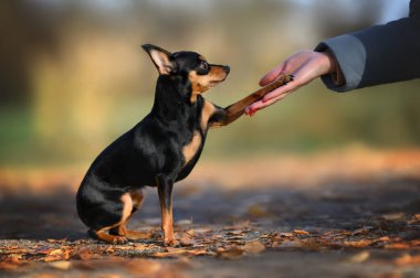 Küçük köpek patisini dışarıdaki sahibine verir.